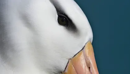 20 захватывающих снимков птиц из конкурса фотографии Audubon, передающих чудо пернатого мира